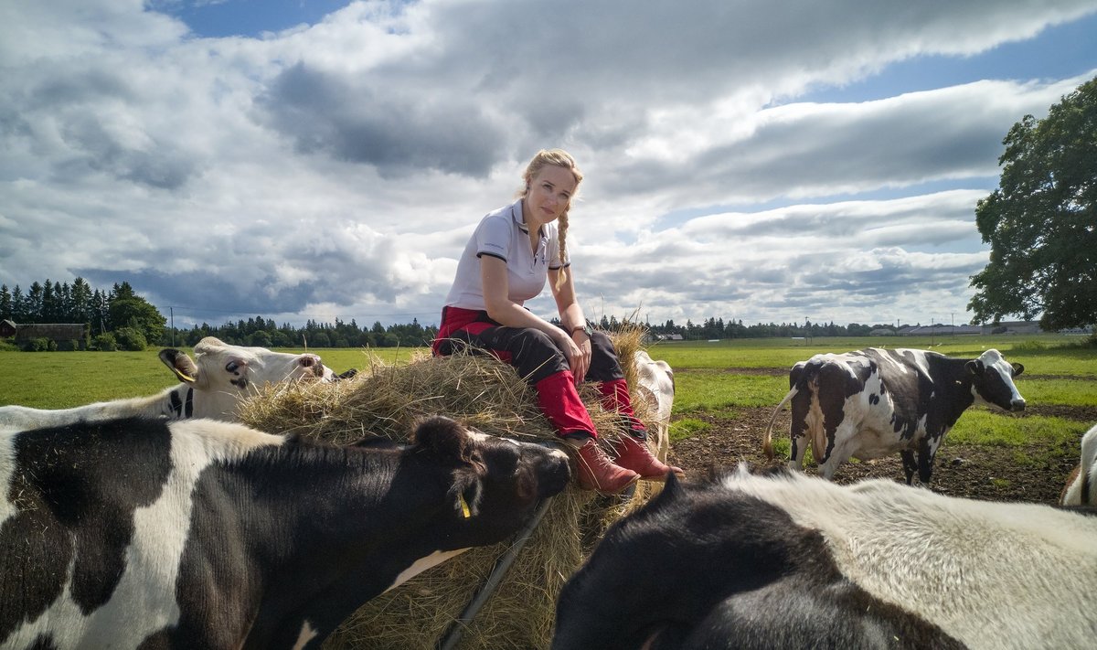 „Fookusesse tuleks nüüd tõsta tõuaretajate järelkasv ja nutikam veisekasvatussektor,“ teatab Eesti tõuloomakasvatajate ühistu nõukogu aseesimees Kaja Piirfeldt.    