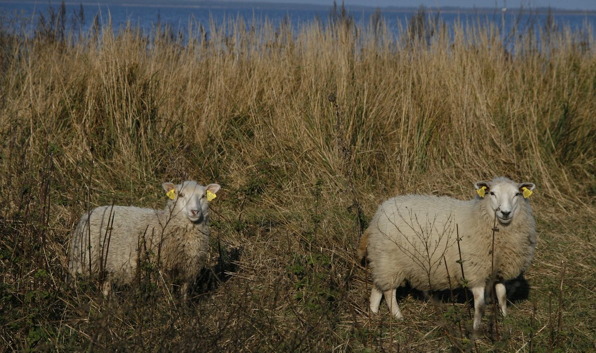 Konkreetse lammaste loenduse aja võiks talunikuga kokku leppida.