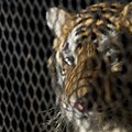 Texase tiigrid: ameeriklaste tagaaedades elab üllatavalt palju metsikuid kaslasi
