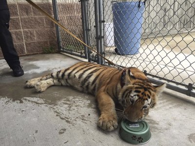 Selle noore emase tiigri leidsid Texases asuva Conroe linnakese politseinikud tänavalt ekslemast 2016. aasta aprillis