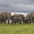 Botswana ähvardas saata 20 000 elevanti Saksamaale