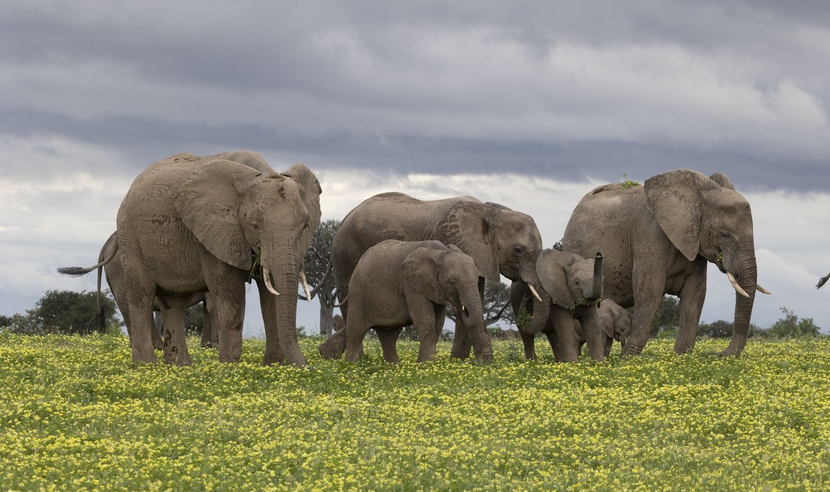 Elevandid Botswanas.
