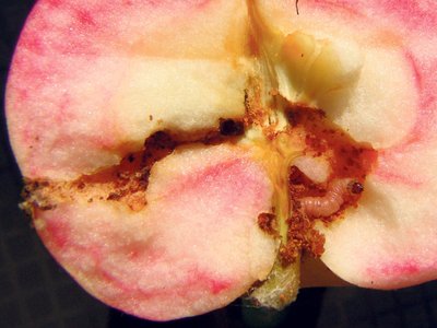 Üks õunamähkuri röövik ehk õunauss võib rikkuda kolm-neli õuna.