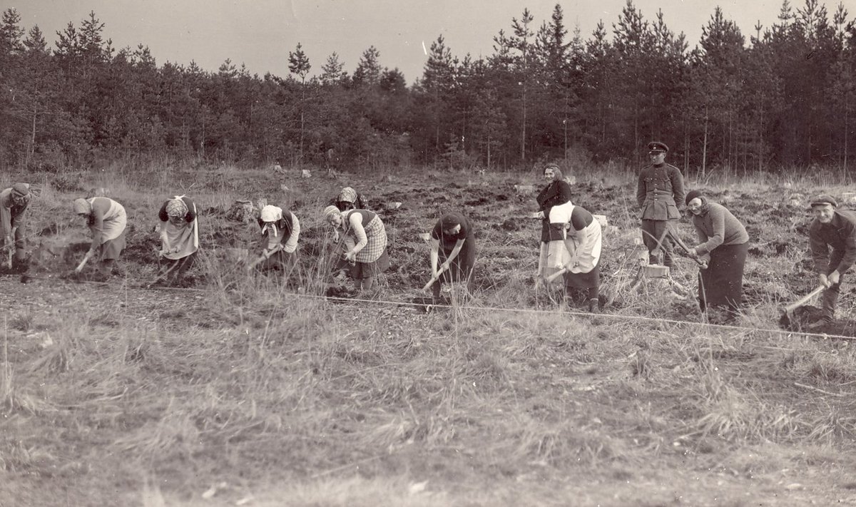 Metsaistutamine Pühaste vahtkonnas 1933. aastal.