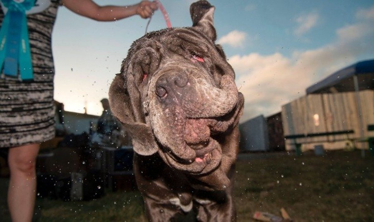 Napoli mastif Martha, kes raputab endalt maha vett pärast maailma koledaima koera tiitli võitmist.