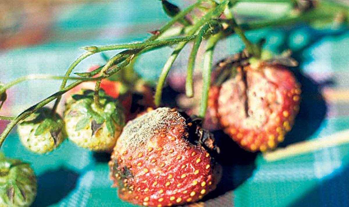Maasika-jahukastega nakatunud taimede viljad on kaetud valkja  kirmega.