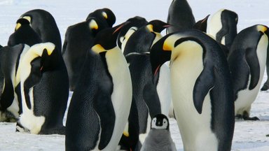 "Парад пингвинов" в Эстонском музее природы