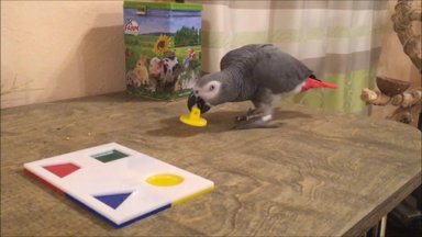 VIDEO | Tartus elav papagoi rabab arvukate trikkide ja asjaliku vestlusega