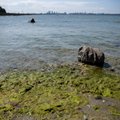 В Балтийском море активно размножаются водоросли. Будьте осторожны!