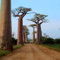 Punapalgeline Madagaskar