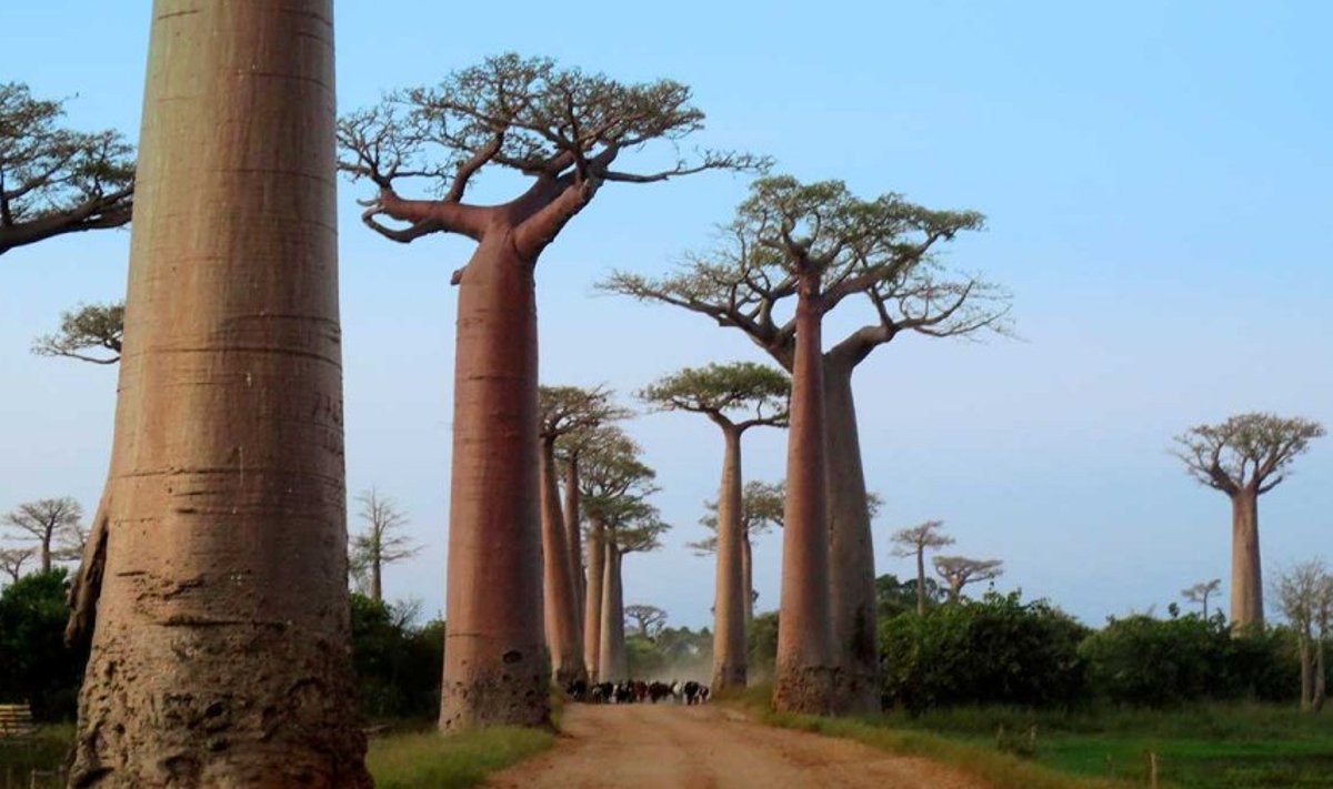 Killuke muinasjuttu: Seebukari jalutab päikseloojangul baobabide alleel. Ahvileivapuid kasvab Madagaskaril kuus liiki, suurimad neist kuni 30meetrised.