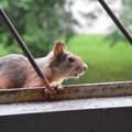 Vandaal-orav tegi majale 8500 euro ulatuses kahju