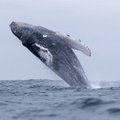 Uskumatu lugu: sukelduja pääses vaala suust elusana