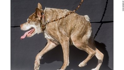Quasi Modo - 2015. aasta maailma kõige koledam koer, keda on segamini aetud ka hüääni või Tasmaania kuradiga.