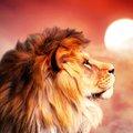 Käes on Lõvi sodiaagimärgi aeg: puhka, pidutse, edenda oma armuelu ja ela täiel rinnal!