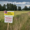 Karm ennustus: seakatk võib kahandada Eesti seakasvatust kolmandiku võrra