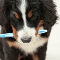 Kui tihti sa oma koeral hambaid pesed?