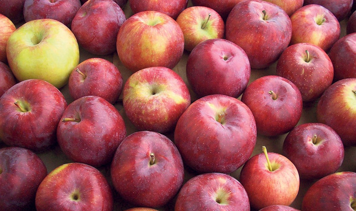 Hapendamiseks sobivad õigel ajal koristatud ning ühesuurused õunad.