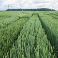 Uus Eestis aretatud nisu ei haigestu seenhaigustesse