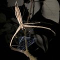 Sündinud tapjaks: ämblikud on oma saagi hukkamise kauniks kunstiks arendanud