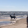 LUGEJA VIDEO | Saaremaal nautis hobune omapäi rannamõnusid