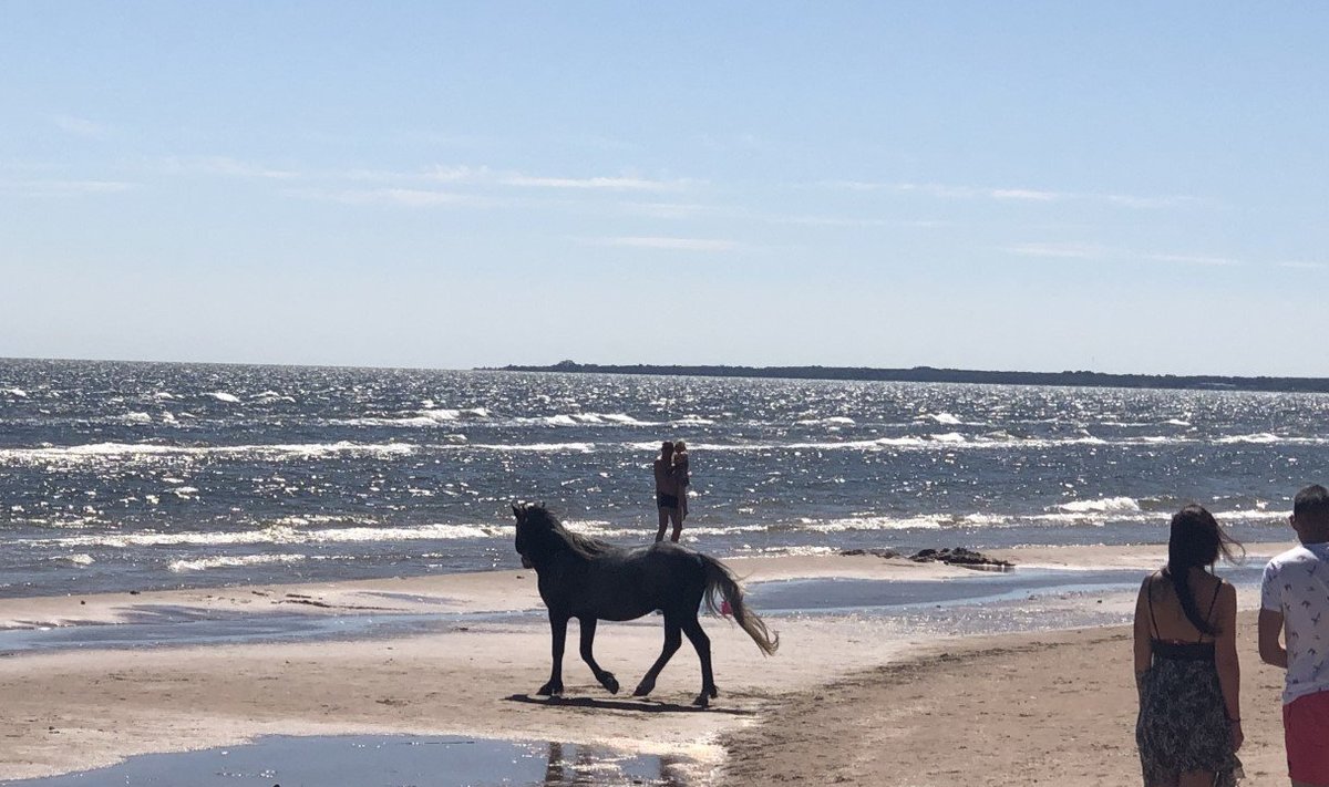 Hobune rannas