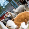 Eesti loomakaitseorganisatsioonid tugevdavad koostööd