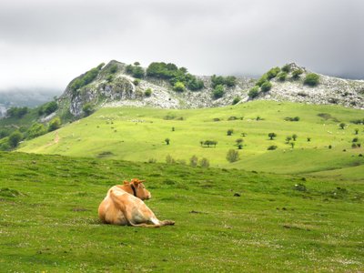 Basque veis. 