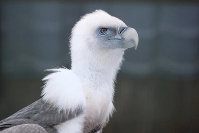 Kaeluskotka poeg