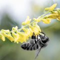 Mürkide väärkasutamine kodudes ohustab mesilasi. Harjumaal hukkus putukamürgi tõttu tuhandeid tolmeldajaid