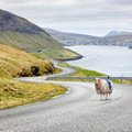 Овцы на Фарерских островах заменили собой Google Street View