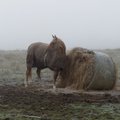 Maasi küla hobused leidsid hooliva kodu