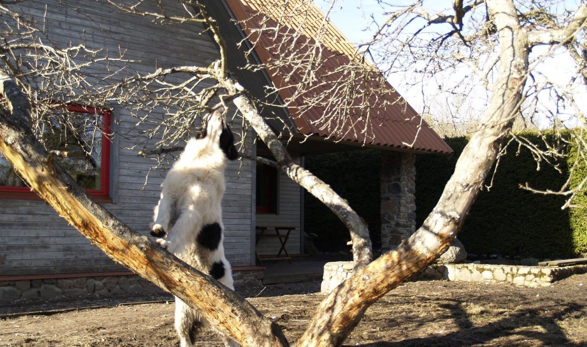 Noor koer rüüstab viljapuud
