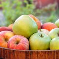 Kümme põhjust, miks tasub alanud õunahooaega nautida ja iga päev õuna süüa