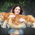 SAA TUTTAVAKS: Kass, kes kaalub rohkem kui mõnigi koer ja on tavalisest kassist 3 korda suurem
