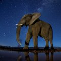 Hiiglaste uneta elu: värskest uuringust selgus, et elevandid on peaaegu kogu aeg ärkvel