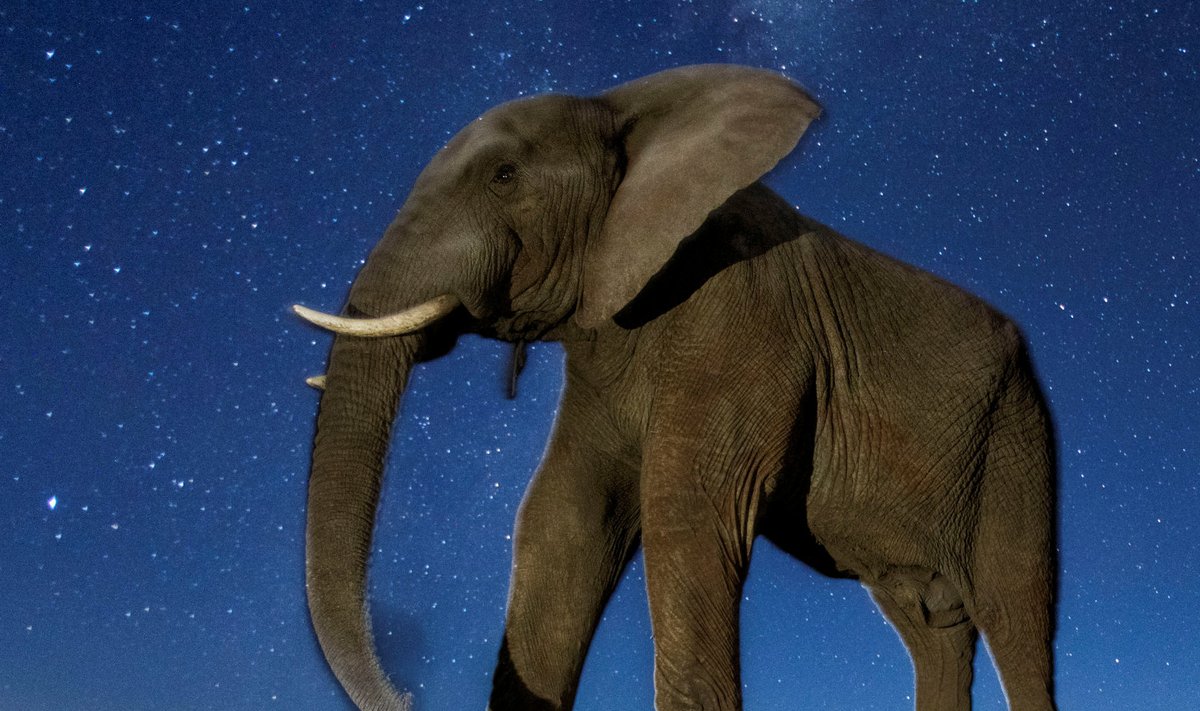 Aafrika elevant Aafrika öös üleval olemas. See foto tuli 2017. aasta pressifotode võistlusel looduse kategoorias kolmandale kohale.