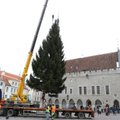 ФОТО И ВИДЕО: На Ратушной площади установили рождественскую ель