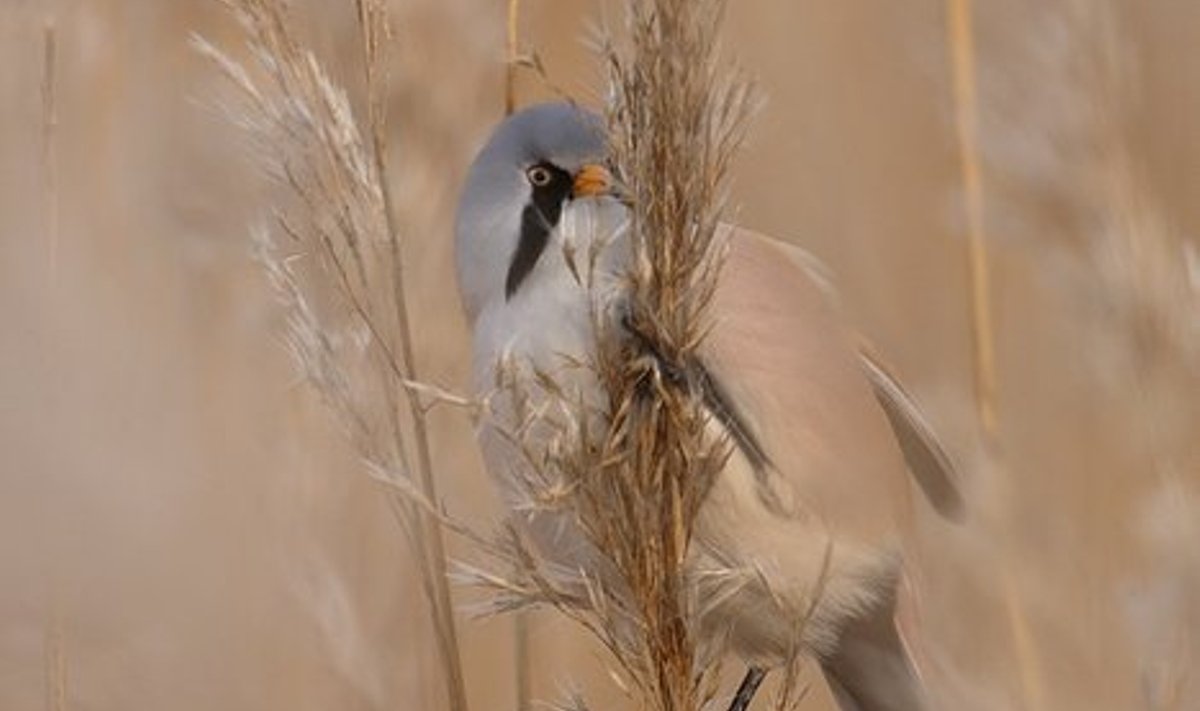 Fotol üksnes roostikus pesitsev linnuliik - roohabekas. Foto: Valeri Štšerbatõh