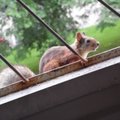 Võõras korteris uudistanud orav keeldus lahkumast, asja kutsuti klaarima päästjad
