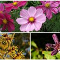 Осень не за горами: 10 цветов, которые сделают ваш сад нарядным