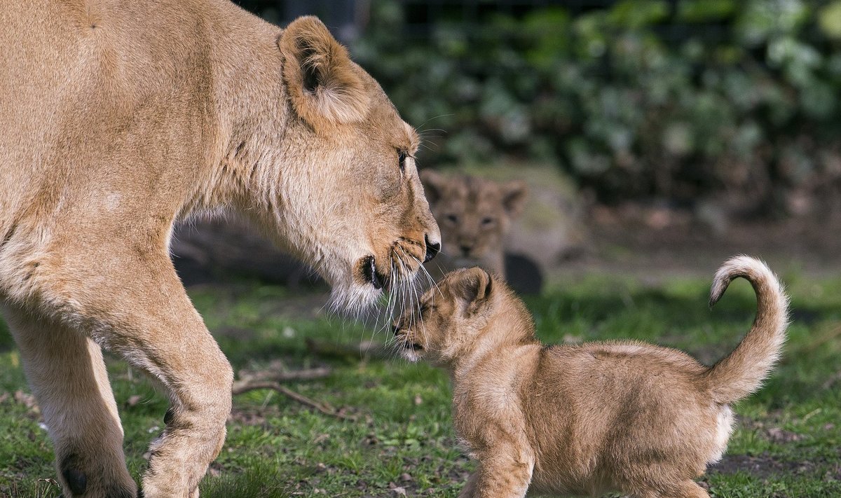An Asian lion cub, born on January 25, 2016, plays with his mother Lorena while being presented to the public at the Planckendael Park in Mechelen