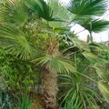 Eestiski saab palme kasvatada. Uuri, milliseid liike ja mis trikkidega neid ületalve hoida!
