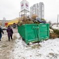 Жители Пыхья-Таллинна смогут бесплатно сдать рождественские ели