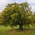 Голосуем! Помогите дубу из Эстонии победить в конкурсе "Европейское дерево 2024 года"