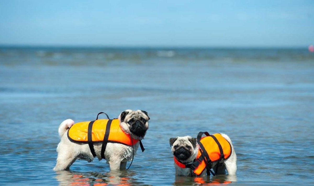 Mitmel koeratõul on raskusi ujudes tasakaalu leida ja samal ajal jäsemetega tööd teha. Abi võib olla koerte ujumisvestist.