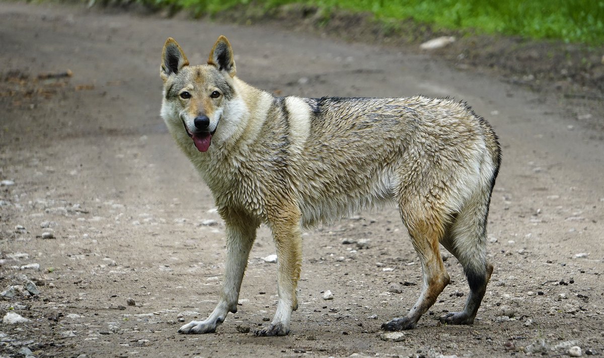 Huntkoer - hundi ja koera järglane