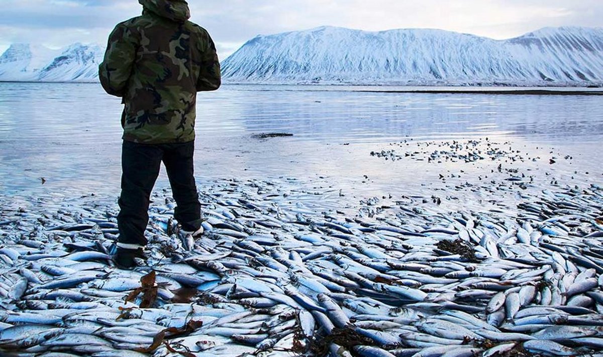 Miljonid raisus, loodus hukas: Heeringas on Islandi jaoks tähtis ekspordiartikkel ja nende massilist hukkumist üritatakse kõigiti ära hoida. 