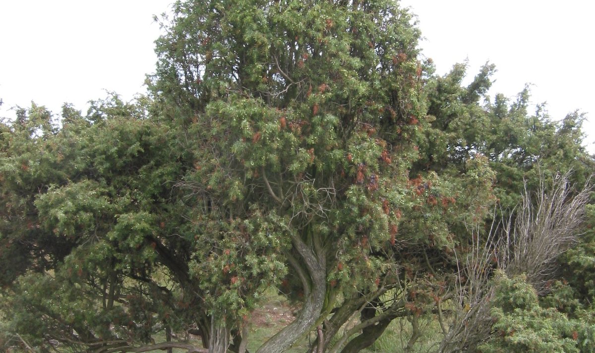 Harilik kadakas (Juniperus communis)