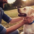 Elumuutus: kuidas mõjub koerale kodu- ja elukohavahetus?